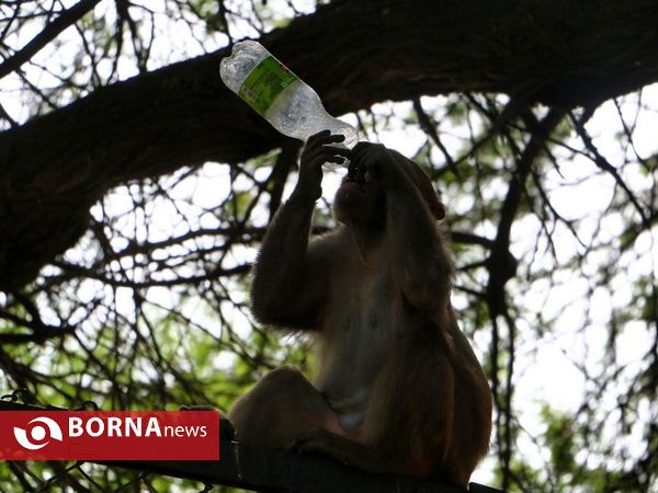 پارک ملی جانورشناسی دهلی نو