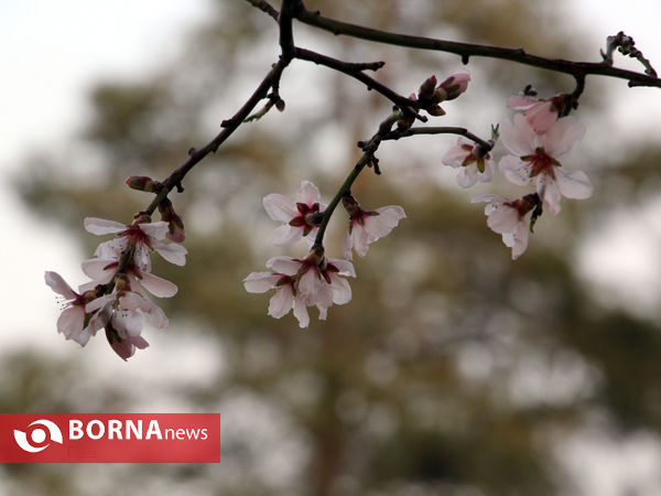 شکوفه های بهاری-شیراز