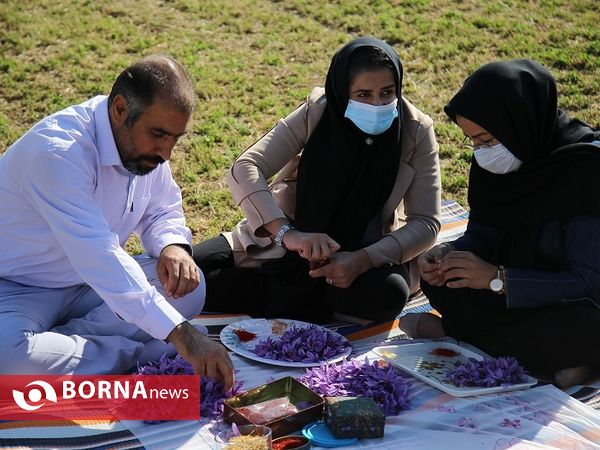 برداشت طلای سرخ در کردستان