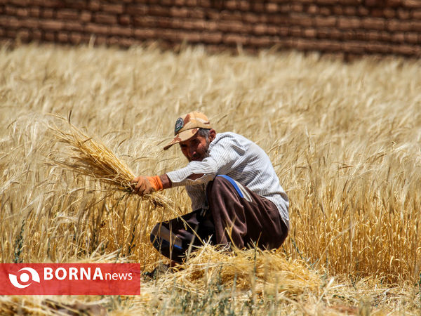 برداشت سنتی جو دیم