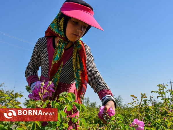 برداشت گل محمدی در شهر ساروق