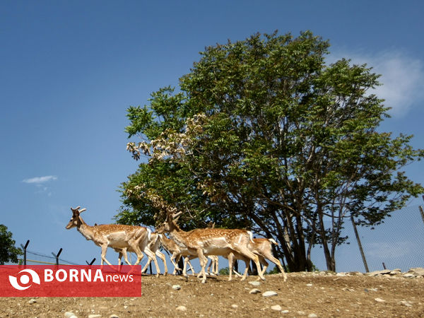 گوزن زرد ایرانی