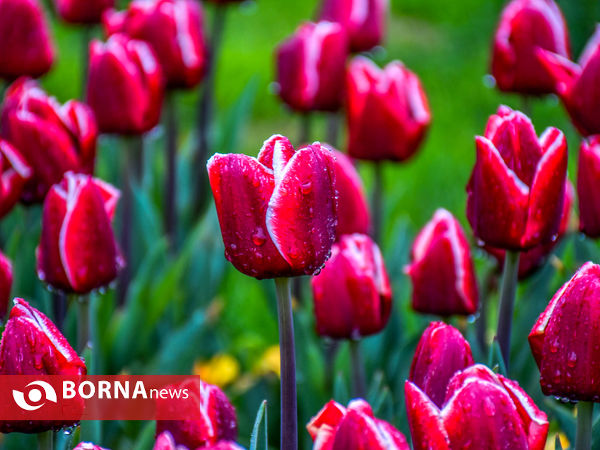 جشنواره گل‌های لاله