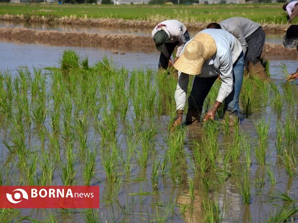 برنج کاری در منطقه کامفیروز و رامجرد -مرودشت