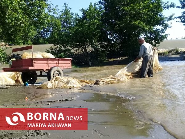 پسیخان رشت جاذبه طبیعی و گردشگری استان گیلان