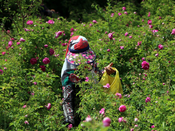 برداشت گل محمدی در روستای عنصرود