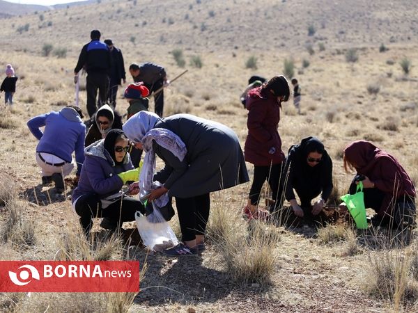 اجرای طرح جنگلانه در شیراز