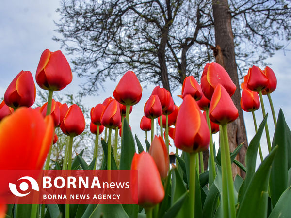 جشنواره گل‌های لاله در اراک