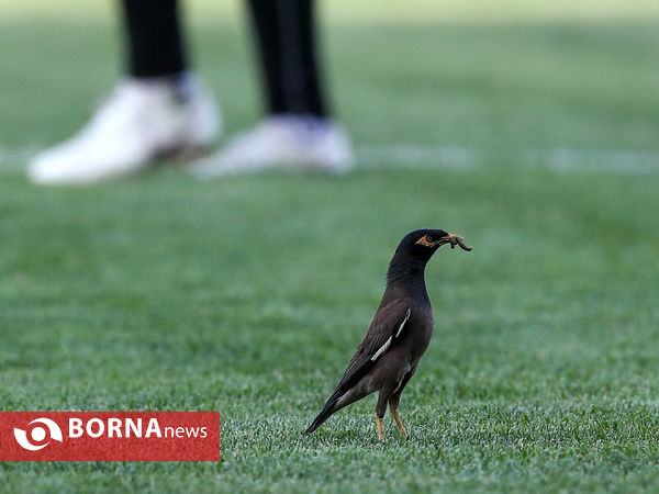 تمرین تیم فوتبال پرسپولیس تهران