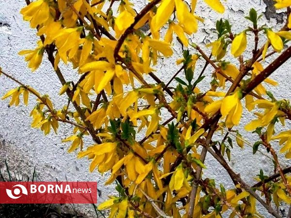 رویش گلهای بهاری