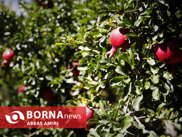 دقیقه 90 برداشت انار کوهمره سرخی