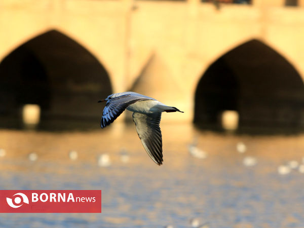 زاینده رود در بهار
