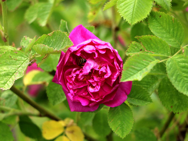 برداشت گل محمدی در روستای عنصرود