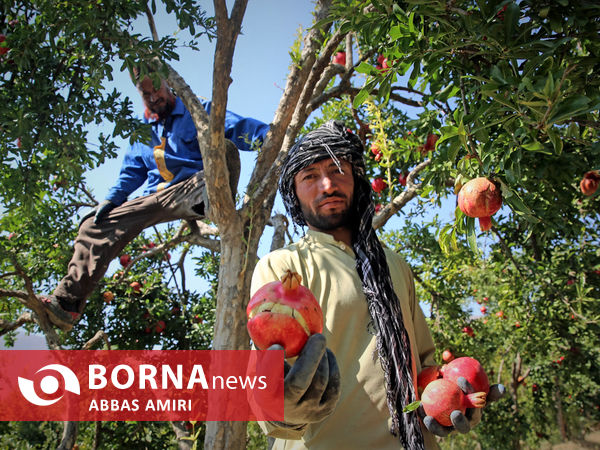 دقیقه 90 برداشت انار کوهمره سرخی