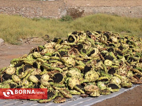 برداشت تخم آفتابگردان از شهر آفتابگردان ها خوی