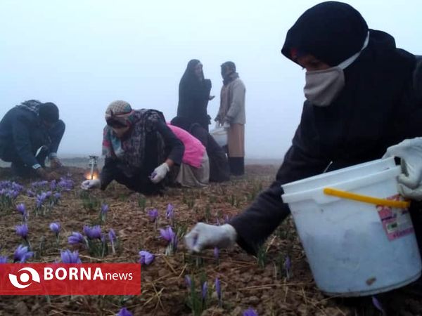 جشن شکر گزاری برداشت زعفران در پایتخت زعفران جهان (13)