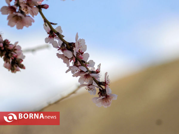 شکوفه های بهاری