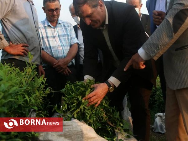 بازدید معاون وزیر جهاد کشاورزی از باغات چای در لاهیجان
