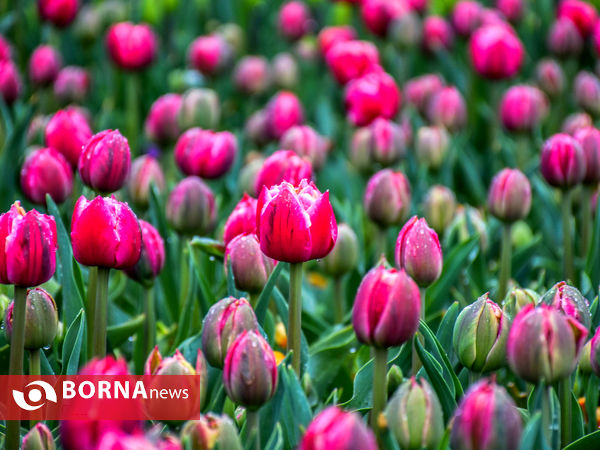 جشنواره گل‌های لاله