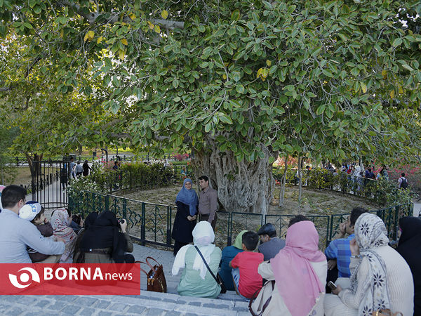 درخت سبز جزیره کیش