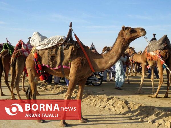 مسابقات شتر دوانی در چابهار 