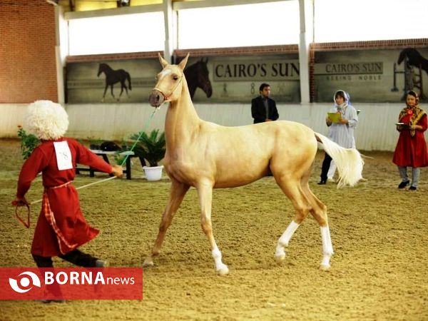 چهارمین جشنواره بزرگ اسب اصیل ترکمن پایتخت