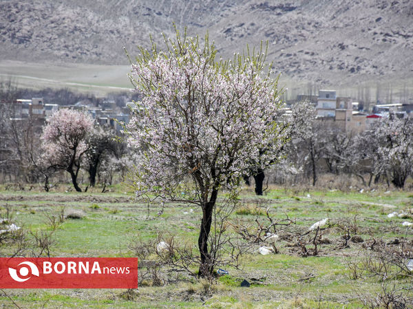 شکوفه های بهاری