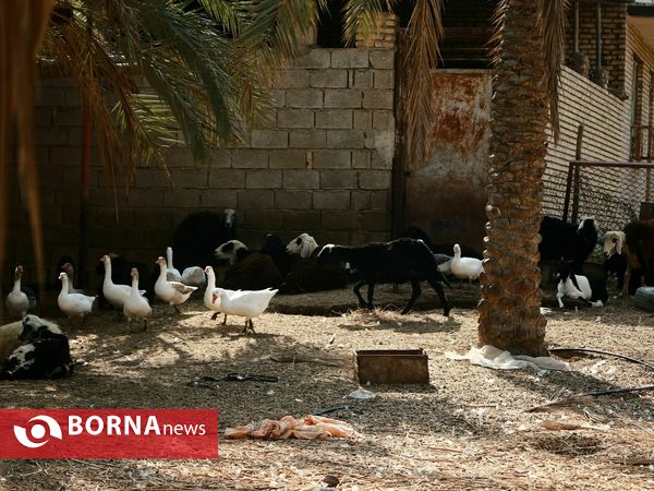 برداشت خارک و رطب روستای امام حسن(ع)