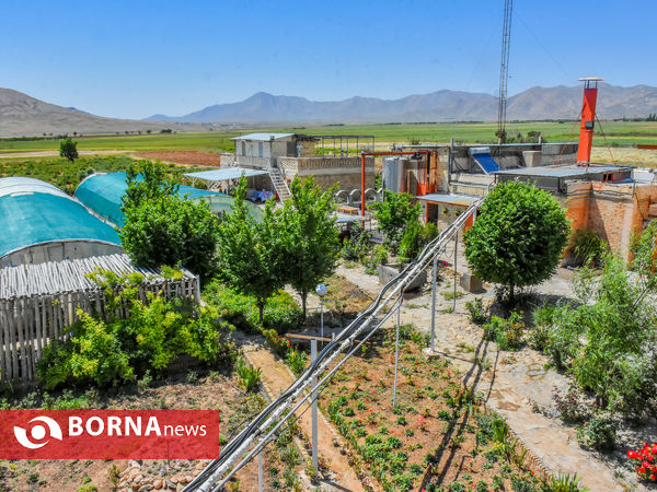 برداشت گل محمدی در شهر ساروق