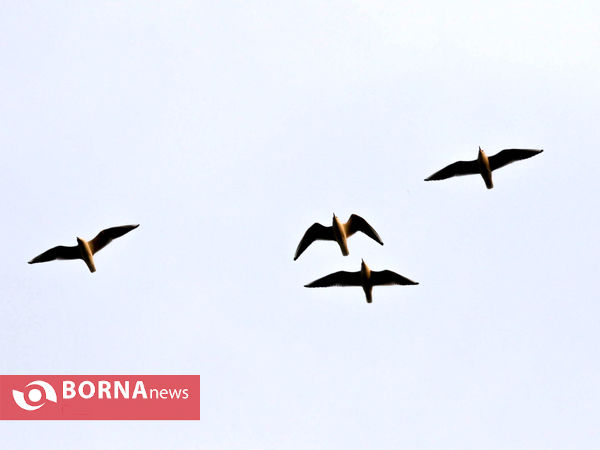 استقلال تهران۰۴-صنعت نفت آبادان
