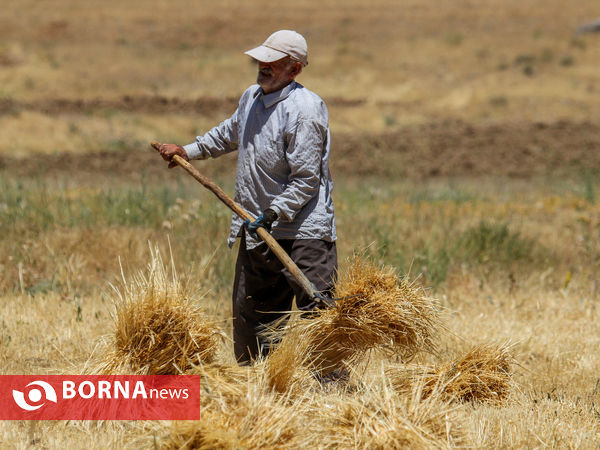 برداشت سنتی جو دیم