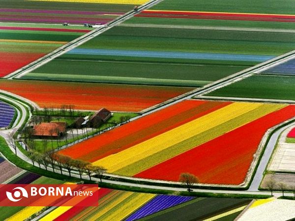 ۷میلیون گل لاله در مزارع هلند شکوفه داده‌اند