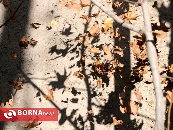 آخرین لحظات پاییزی