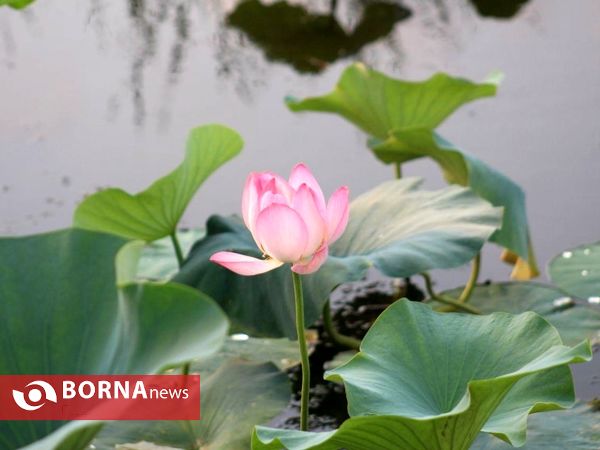 تالاب بین المللی امیر کلایه _ لاهیجان