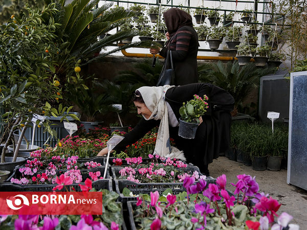 بازار گل و گیاه در اتوبان حقانی - عکاس : ساره سلطانیه