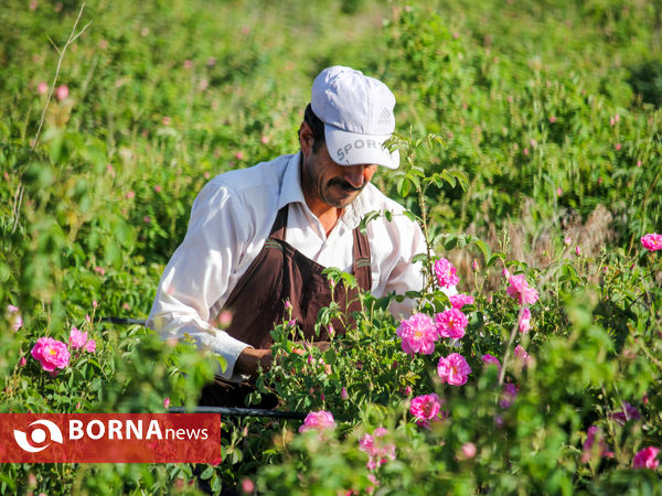 برداشت گل محمدی در شهر ساروق