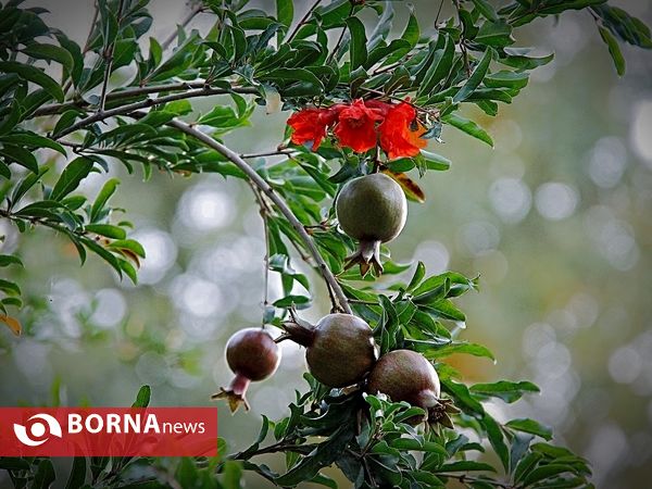 باغ ایرانی