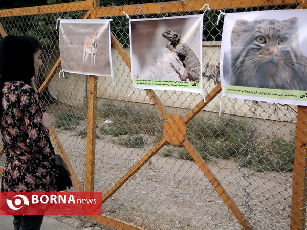 گرامیداشت روز ملی یوزپلنگ ایرانی در شیراز