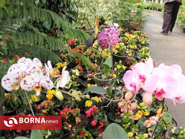 آغاز نمایشگاه گل های زینتی و آپارتمانی در شهرستان خوی
