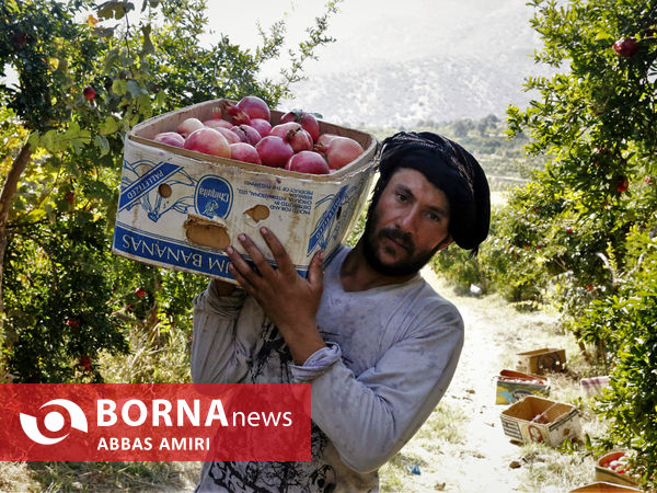 دقیقه 90 برداشت انار کوهمره سرخی