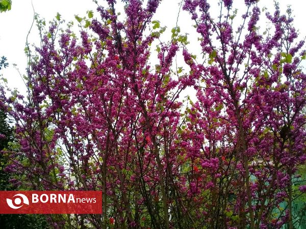 شکوفه های بهاری _ رشت