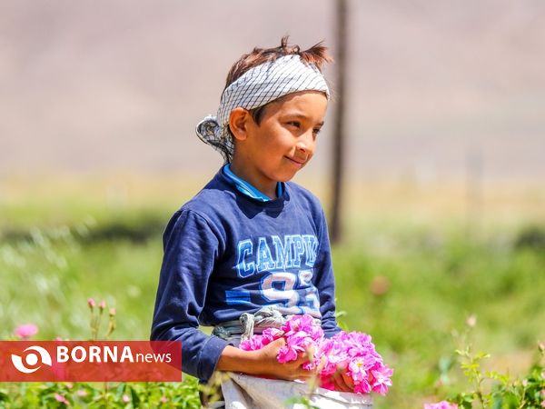 برداشت گل محمدی در دلیجان