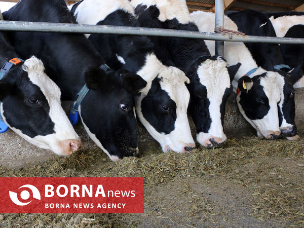 توانمندی های بخش کشاورزی شهرستان شبستر