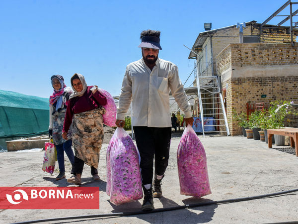 برداشت گل محمدی در شهر ساروق