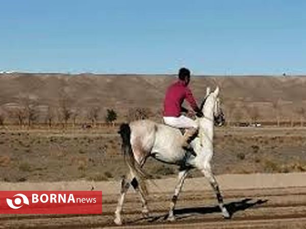 دومین مسابقات کورس اسب سواری در خراسان جنوبی