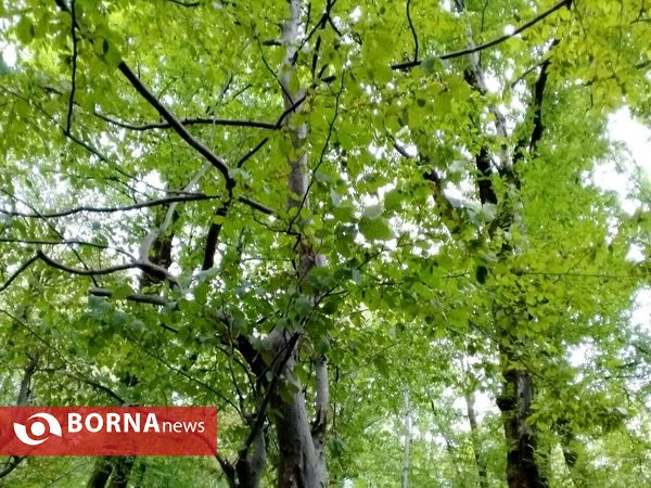 چشم اندازی از طبیعت گیلان _ شهریور 1400