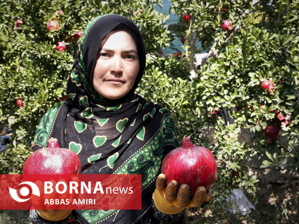 دقیقه 90 برداشت انار کوهمره سرخی