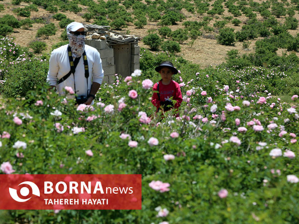 برداشت گل در وسیع ترین دشت دیمی گل محمدی جهان در لایزنگان داراب