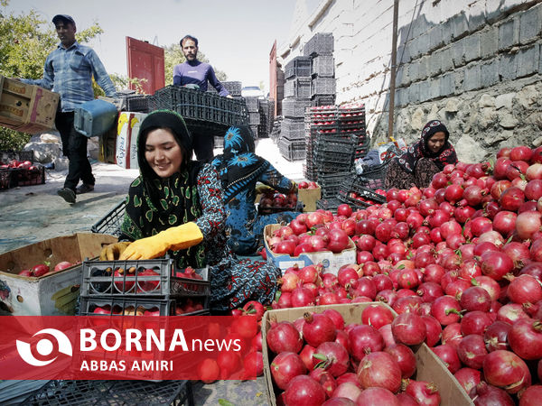 دقیقه 90 برداشت انار کوهمره سرخی