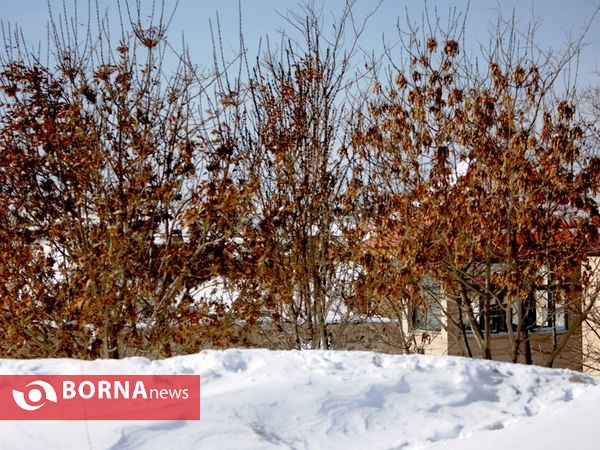 برف در غرب تهران